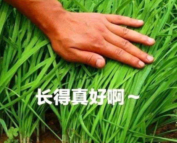 韭菜没有智商，就知道瞎高兴